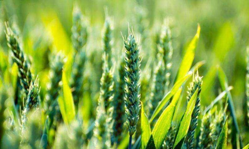 智慧農(nóng)業(yè)前景好，可為啥農(nóng)民用得少？