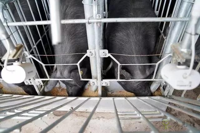 京東的這些&ldquo;網紅&rdquo;農業項目，你都知道嗎？