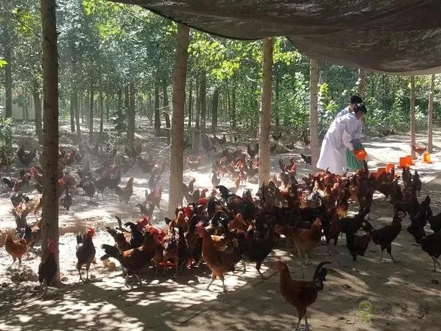 京東的這些&ldquo;網紅&rdquo;農業項目，你都知道嗎？