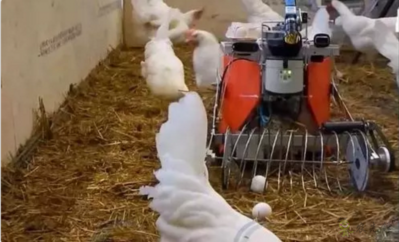 當(dāng)機(jī)器人走進(jìn)農(nóng)場，奶牛都震驚了！