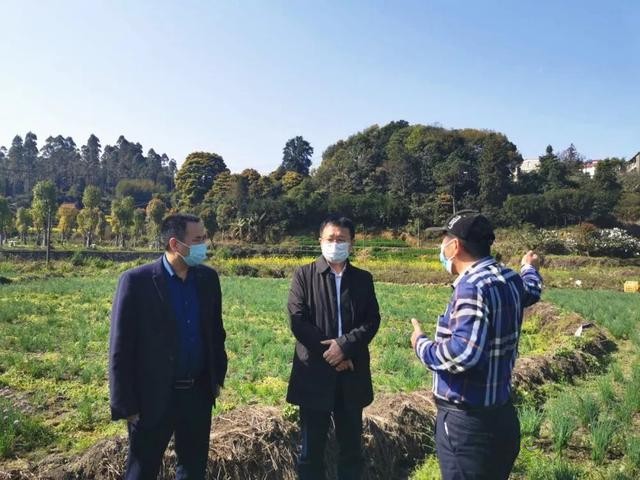 凱里:傳統(tǒng)農(nóng)業(yè)插上現(xiàn)代“翅膀”