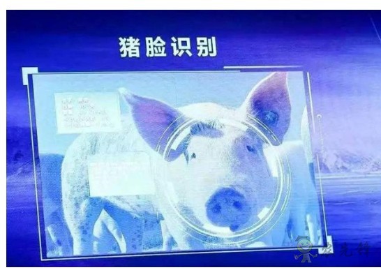 豬臉識別?——阿里巴巴新研發智能農業平臺