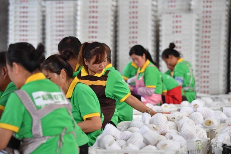 拼多多持續(xù)再加碼農(nóng)業(yè)，&ldquo;最初一公里&rdquo;構(gòu)架基本完成