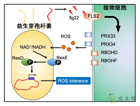 微生物肥料為何低效?
