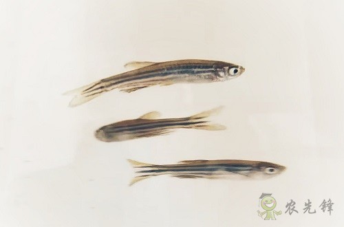 腸道土著菌讓魚兒吃糖長肉?