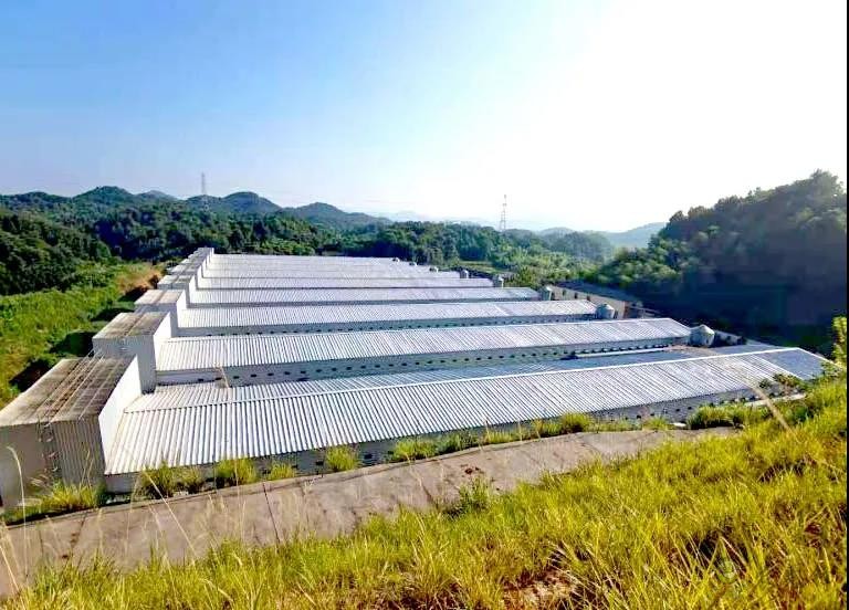 金華畜牧企業(yè)紛紛轉(zhuǎn)向&ldquo;四無&rdquo;養(yǎng)殖模式