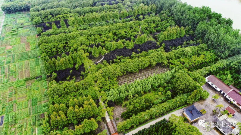 松江首個(gè)開(kāi)放式休閑林地建成開(kāi)放
