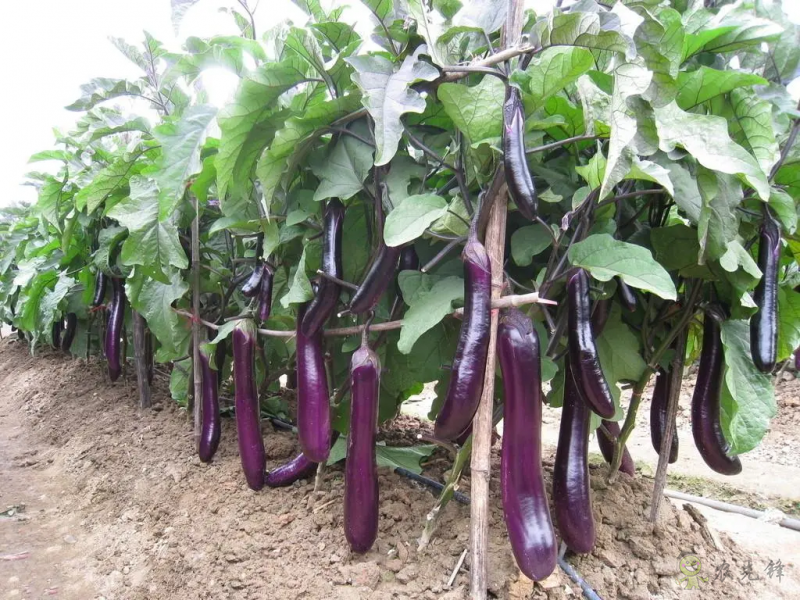 入伏后可以種植什么蔬菜?注意事項(xiàng)有哪些?