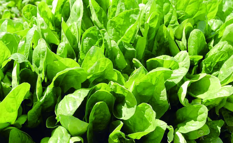 入伏后可以種植什么蔬菜?注意事項(xiàng)有哪些?