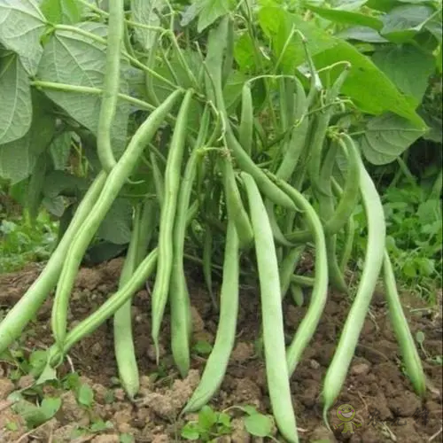 入伏后可以種植什么蔬菜?注意事項(xiàng)有哪些?