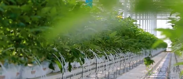 亞洲最大單體棚:如何收益翻了幾十倍