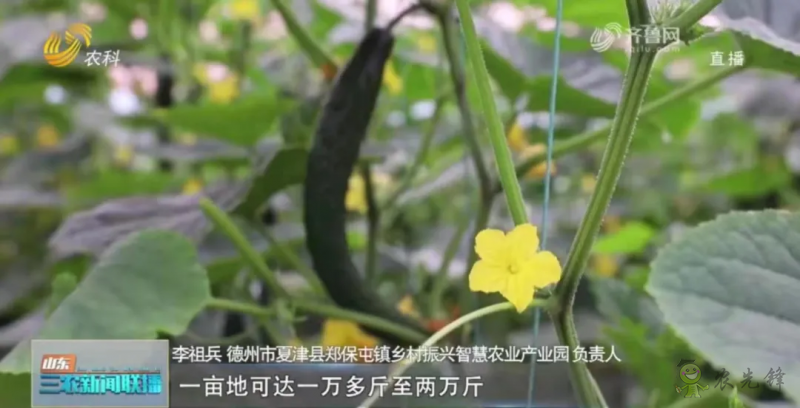 &ldquo;壽光標準&rdquo;向全國輸出 推動蔬菜產業提檔升級