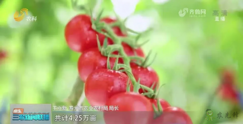 &ldquo;壽光標準&rdquo;向全國輸出 推動蔬菜產業提檔升級