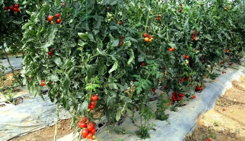 平桂區(qū):現(xiàn)代設(shè)施農(nóng)業(yè)催生“產(chǎn)業(yè)村”