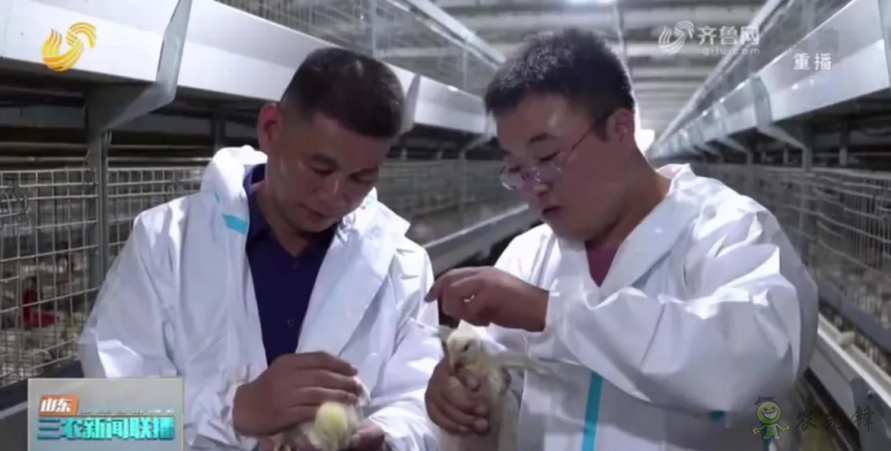 山東日照: 智慧養殖新模式 36萬只肉雞養殖不犯難
