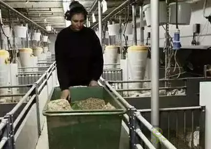 看養(yǎng)豬強國丹麥?zhǔn)侨绾翁幚砑S污