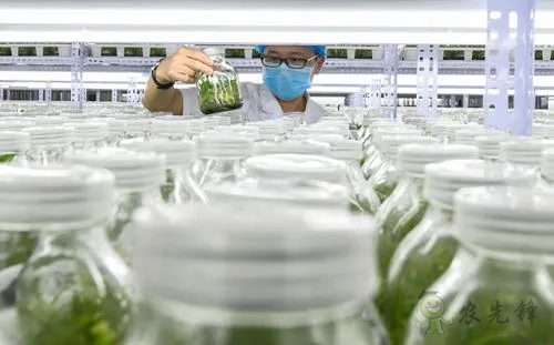 中外生物育種存在三大差距，專家建議打造&ldquo;種業航母&rdquo;