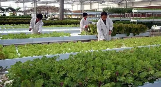 中外生物育種存在三大差距，專家建議打造&ldquo;種業航母&rdquo;