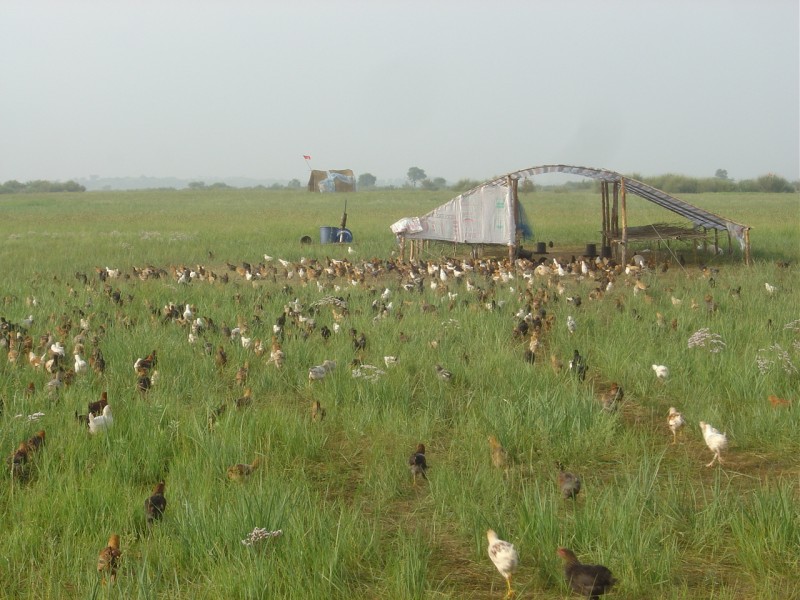 蔣高明:高效生態農業的五大優勢