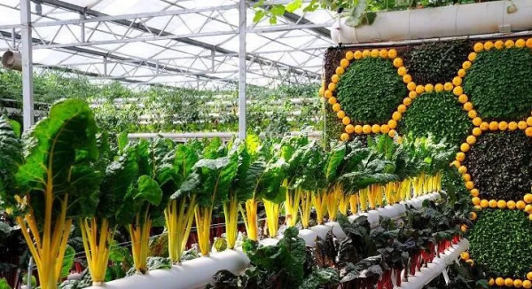 人均年收入40萬+,壽光蔬菜成功秘訣到底是什么