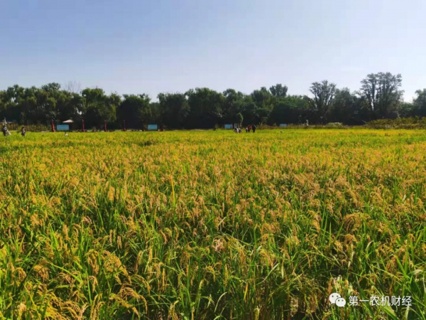 央媒呼吁:莫讓種糧成本侵蝕農民收益