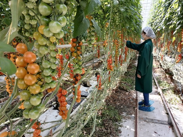 塑料大棚&ldquo;智能化&rdquo;，北京開展高效設(shè)施農(nóng)業(yè)用地試點(diǎn)