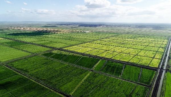 “中國(guó)農(nóng)技”“中國(guó)農(nóng)機(jī)”“中國(guó)農(nóng)場(chǎng)”助力非洲農(nóng)業(yè)發(fā)展