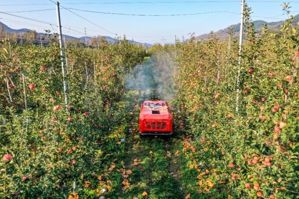 山東淄博發(fā)力數(shù)字化農(nóng)業(yè):“慧”農(nóng)又增收 果農(nóng)挑上“金扁擔(dān)”