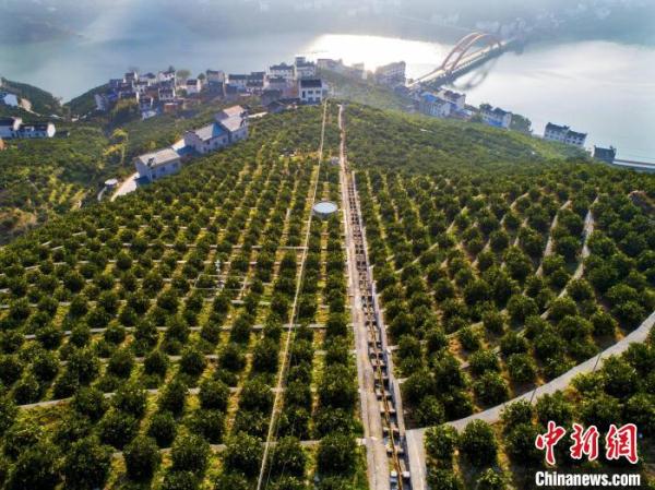 三峽庫區湖北秭歸：智慧農業釋放&ldquo;紅利&rdquo;