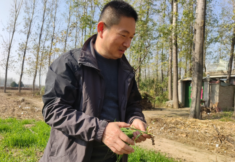 國家加大農業獎補力度，對農民種糧是個好消息，2022年該如何調整