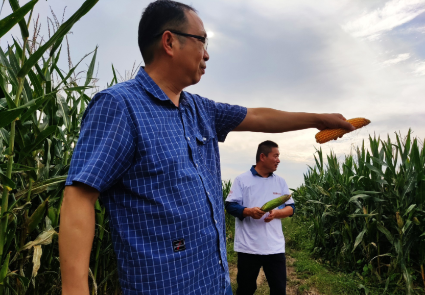 國家加大農業獎補力度，對農民種糧是個好消息，2022年該如何調整