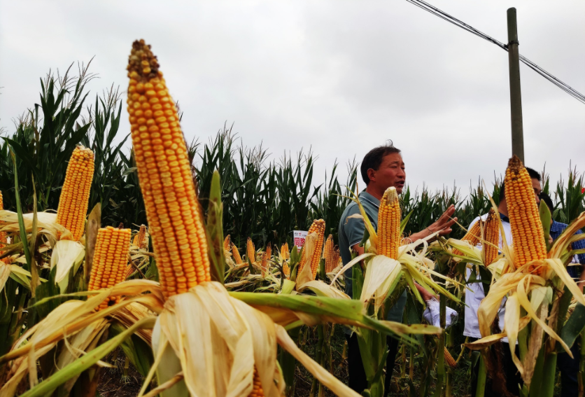 國家加大農業獎補力度，對農民種糧是個好消息，2022年該如何調整