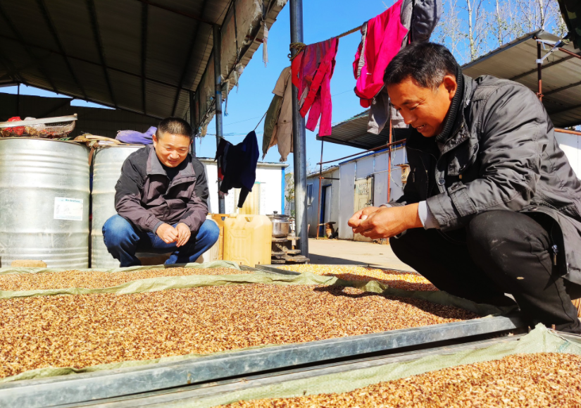 國家加大農業獎補力度，對農民種糧是個好消息，2022年該如何調整