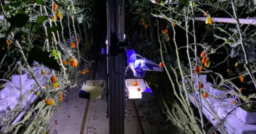 Inaho番茄采摘機(jī)器人