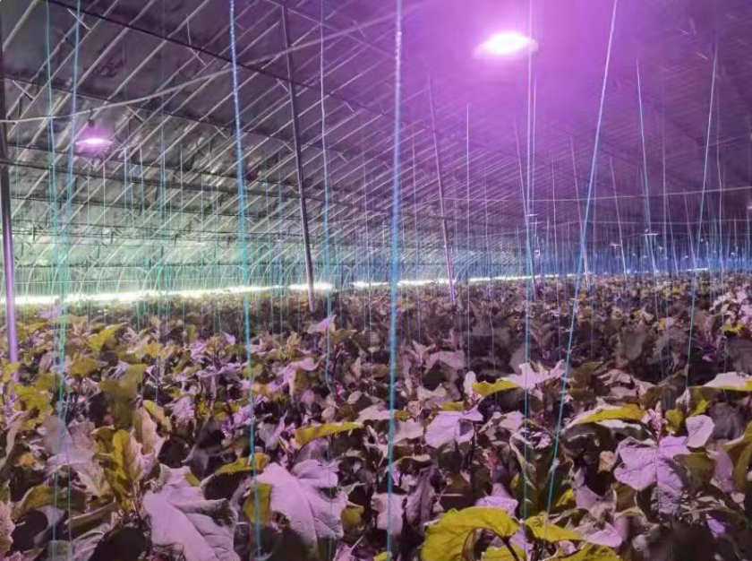 濰坊青州:智慧農(nóng)業(yè)為鄉(xiāng)村振興注入新活力