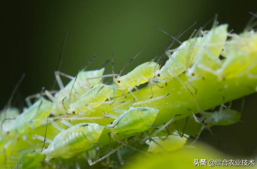 天冬病蟲害防治技術