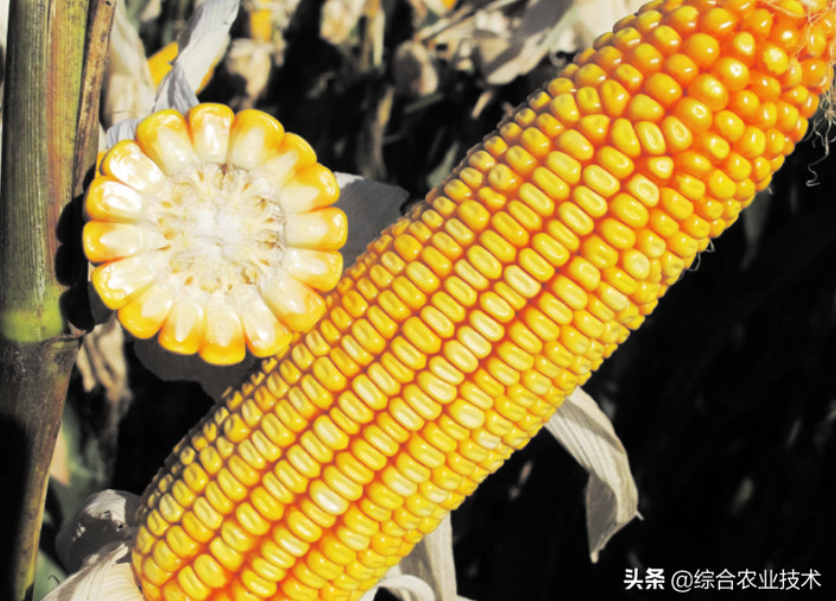 紅軸品種高產呢還是白品種高產?