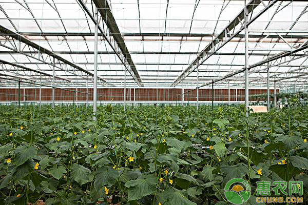 大棚種植技術(shù)