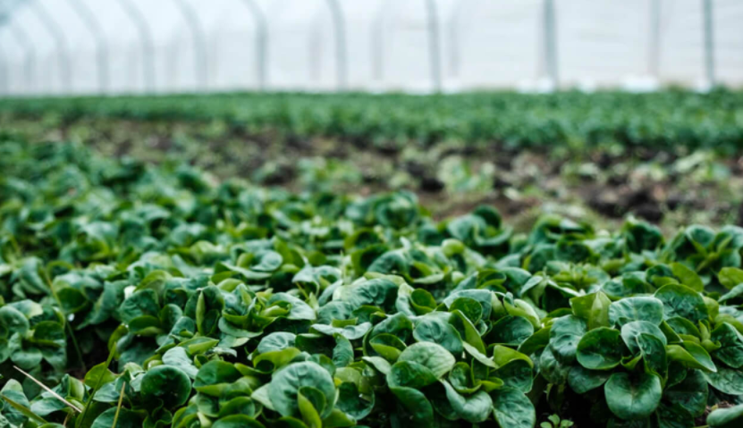 智慧農(nóng)業(yè) &ndash; 桂林山前智能科技有限公司