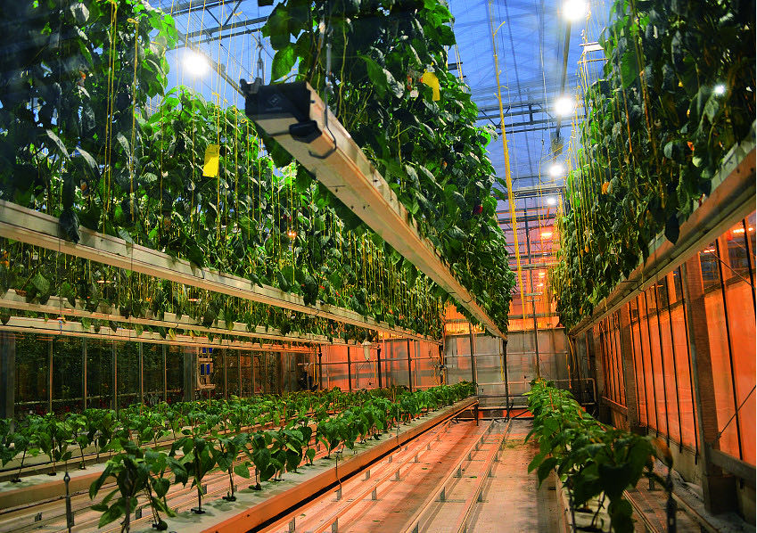 什么是垂直農(nóng)場(chǎng)？垂直農(nóng)場(chǎng)的盈利前景與經(jīng)典案例
