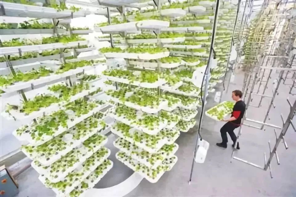 什么是垂直農(nóng)場(chǎng)？垂直農(nóng)場(chǎng)的盈利前景與經(jīng)典案例