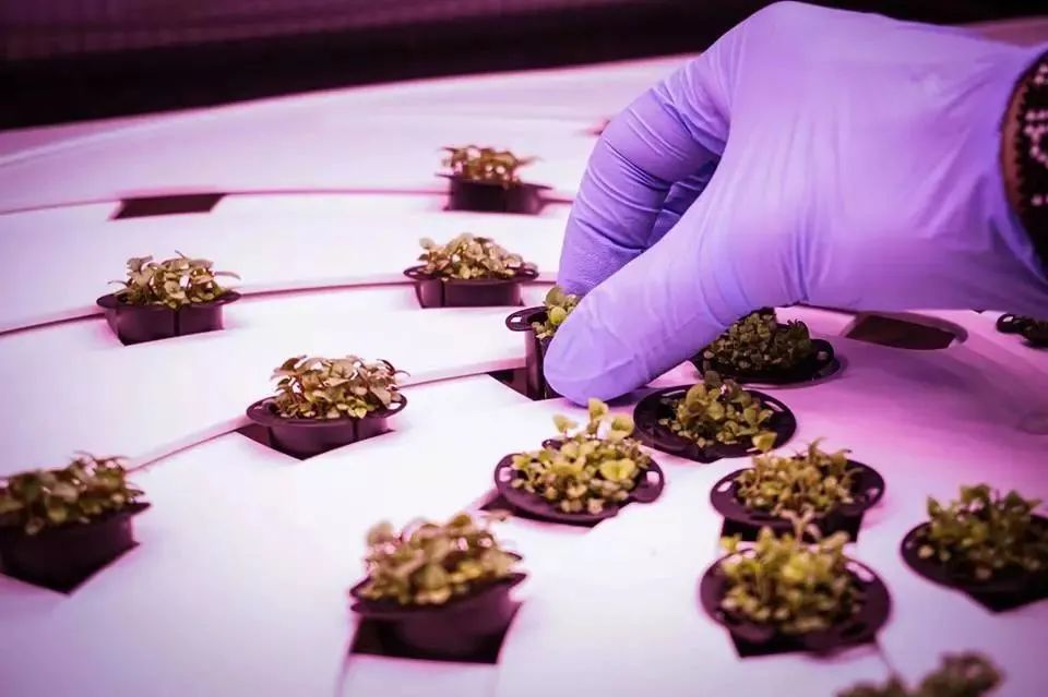 什么是垂直農(nóng)場(chǎng)？垂直農(nóng)場(chǎng)的盈利前景與經(jīng)典案例