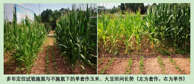 玉米大豆長期發(fā)展趨勢(shì)！大豆自產(chǎn)量可增三倍，利潤翻倍！