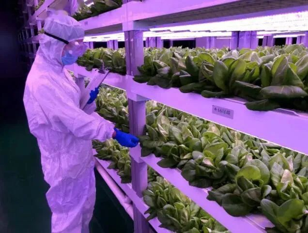 透視中日荷三國&ldquo;植物工廠&rdquo;案例，植物工廠的下一站又是什么