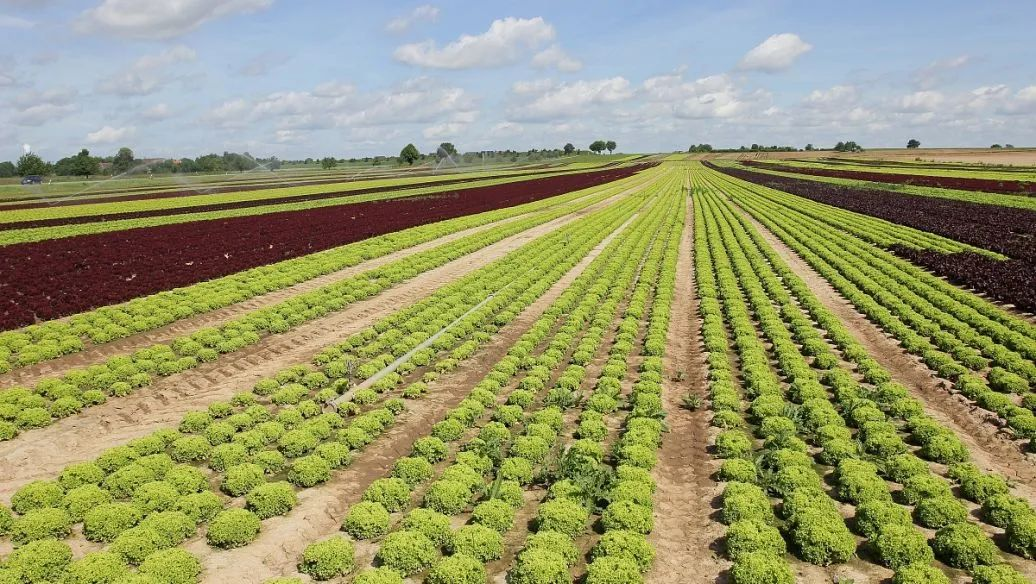 農(nóng)業(yè)農(nóng)村部信息中心主任王小兵:農(nóng)產(chǎn)品電商發(fā)展迅速 農(nóng)村數(shù)字治理機(jī)制正在形成