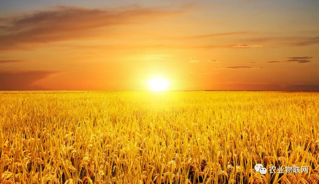 未來(lái)種業(yè)的競(jìng)爭(zhēng)，是種子、農(nóng)藥和數(shù)字農(nóng)業(yè)的綜合競(jìng)爭(zhēng)