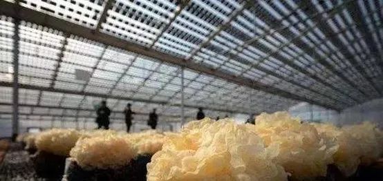 光伏農(nóng)業(yè)：政策利好，鄉(xiāng)村振興加速器，但商業(yè)模式有待升級(jí)