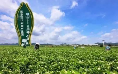 【縣域農業】縣域是未來農業品牌建設的主戰場！