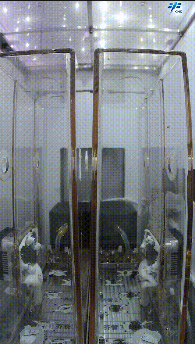 中國(guó)空間站問天實(shí)驗(yàn)艙中擬南芥種子和水稻種子已成功萌發(fā) 目前長(zhǎng)勢(shì)良好