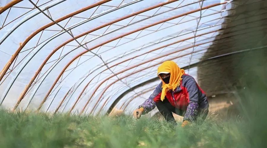 農(nóng)業(yè)全產(chǎn)業(yè)鏈建設是重塑農(nóng)業(yè)競爭力的關鍵之舉